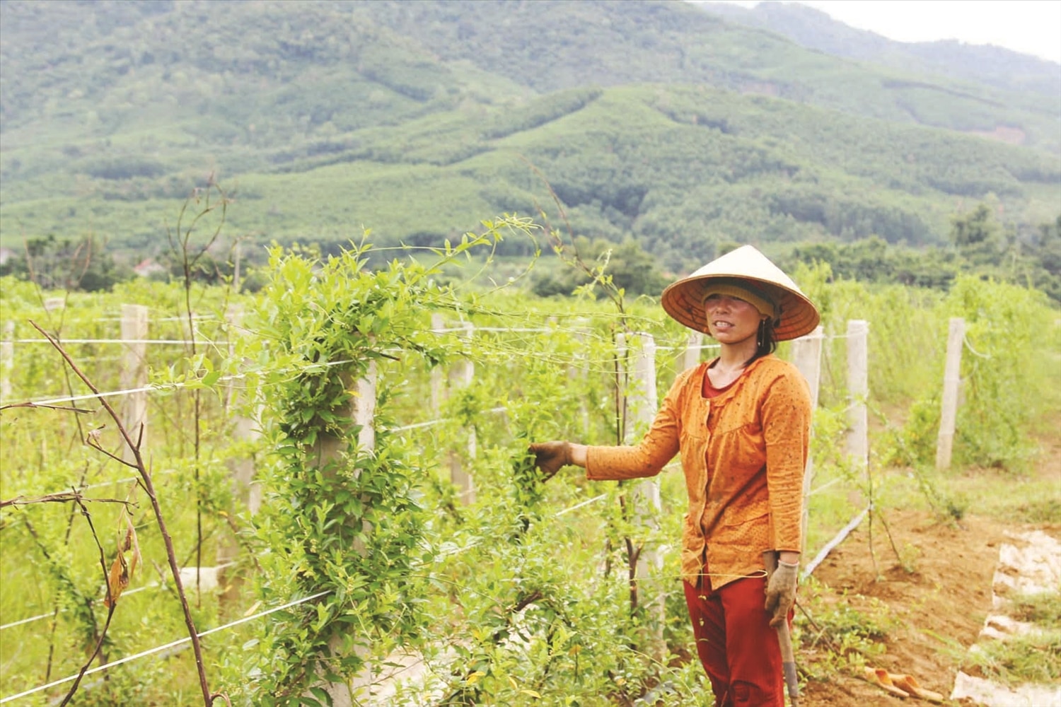 Được an cư tại nơi ở mới, người dân An Dũng tập trung sản xuất phát triển kinh tế.