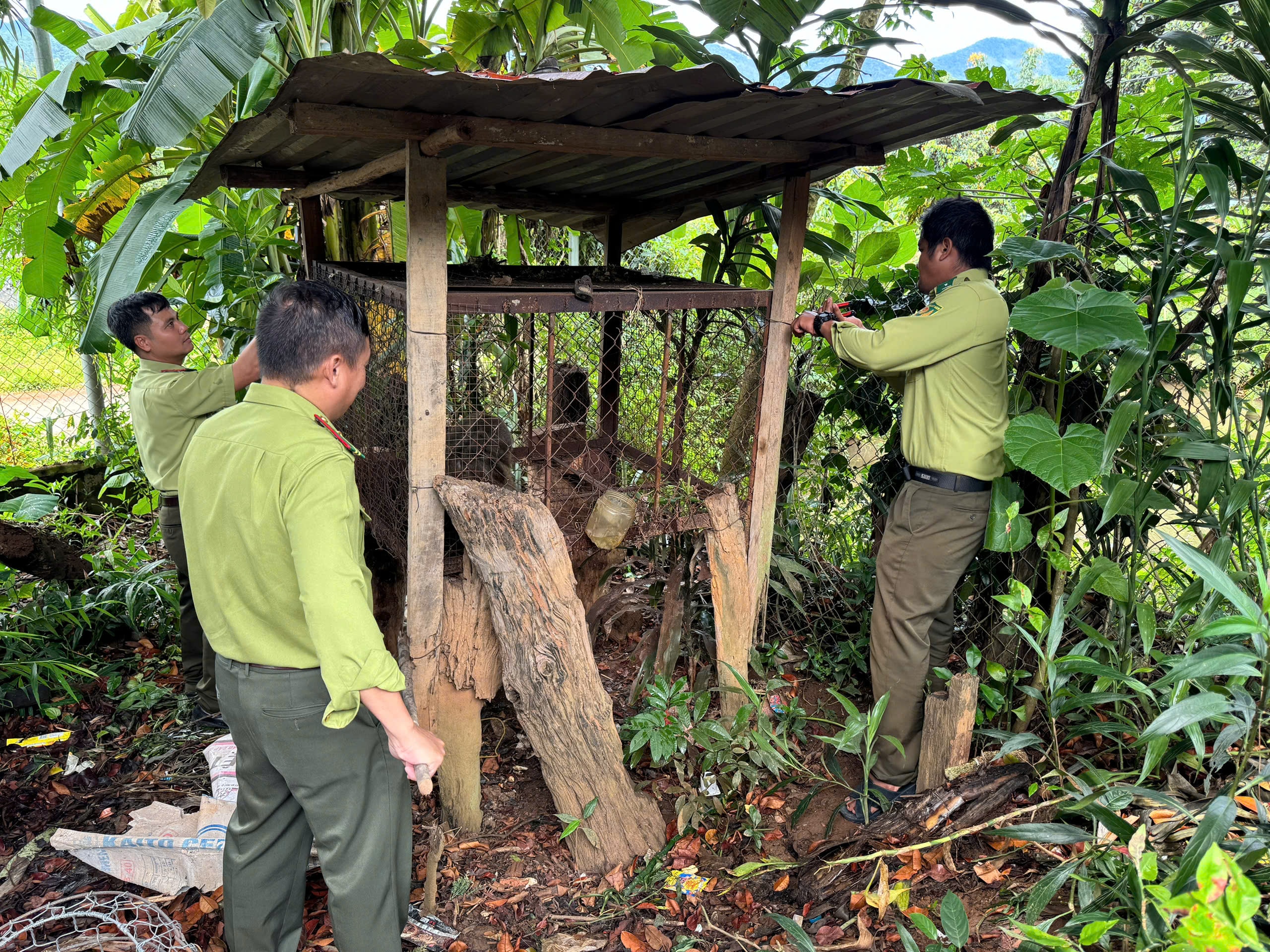 Kon Tum: Người dân giao nộp 2 cá thể khỉ quý hiếm - Ảnh 2.