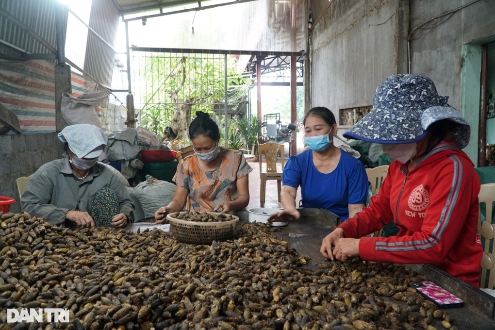 Giá cau tăng cao, chủ lò sấy kiếm trăm triệu đồng mỗi tháng - 2