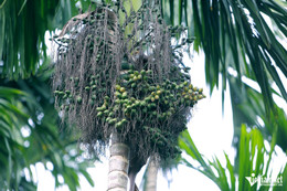 Een oude boer in Thanh Hoa installeerde tientallen antidiefstalcamera's.jpg