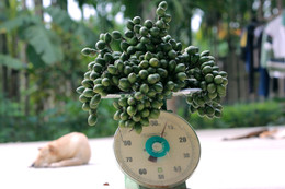 Oude boer in Thanh Hoa installeerde tientallen antidiefstalcamera's.jpg