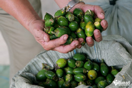 Een oude boer in Thanh Hoa installeerde tientallen antidiefstalcamera's.jpg