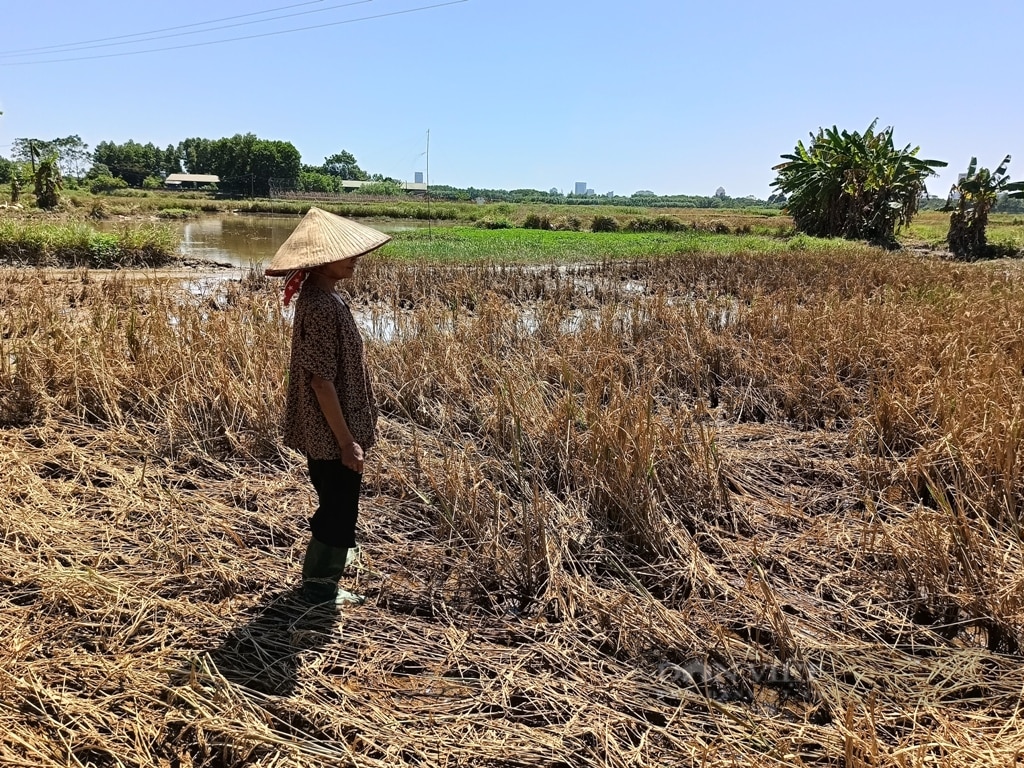 Nông dân kiệt sức sau bão lũ lịch sử: Xót xa mâm cỗ cúng cơm mới từ... gạo mầm (Bài 2) - Ảnh 3.