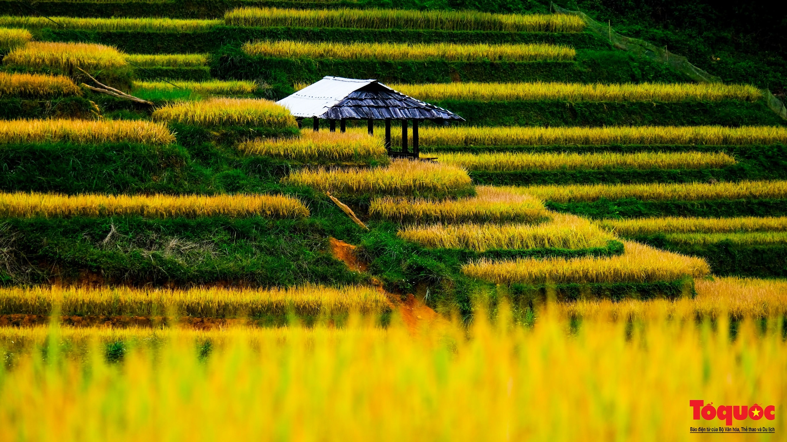 Mùa vàng rực rỡ trên những thửa ruộng bậc thang ở Mù Cang Chải - Ảnh 8.