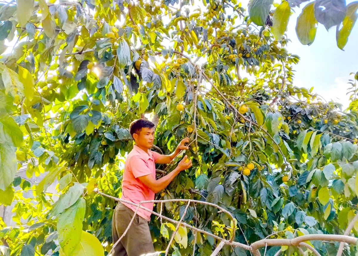 Anh Nông Thanh Tùng, thôn Chí Cà Hạ thu hoạch hồng không hạt.