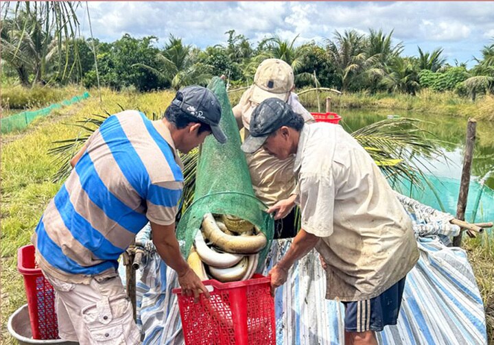 Cá chình là vật nuôi đã mang lại nguồn thu lớn cho người dân xã Tân Thành, TP Cà Mau trong hành trình xây dựng nông thôn mới thời gian qua. (Ảnh: Song Nguyễn)