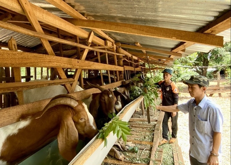  Người dân Lâm Đồng thay đổi nhận thức về cách sử dụng vốn ưu đãi của Nhà nước, áp dụng vào phát triển sản xuất, chăn nuôi, nâng cao đời sống. 