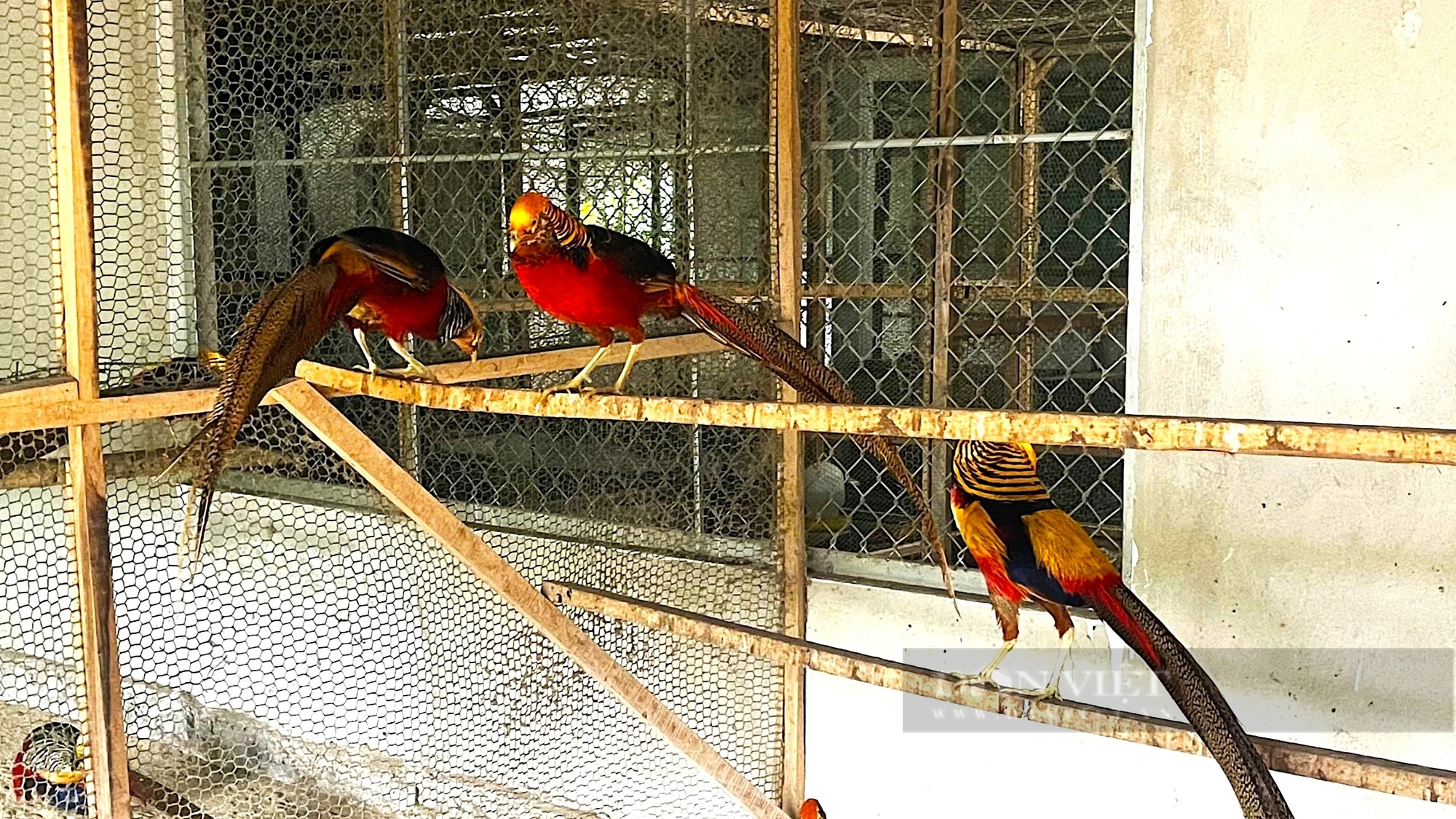 Nông dân Hà Tĩnh nuôi chim “quý tộc”, giá bán đắt đỏ, đút túi hàng trăm triệu đồng mỗi năm - Ảnh 3.