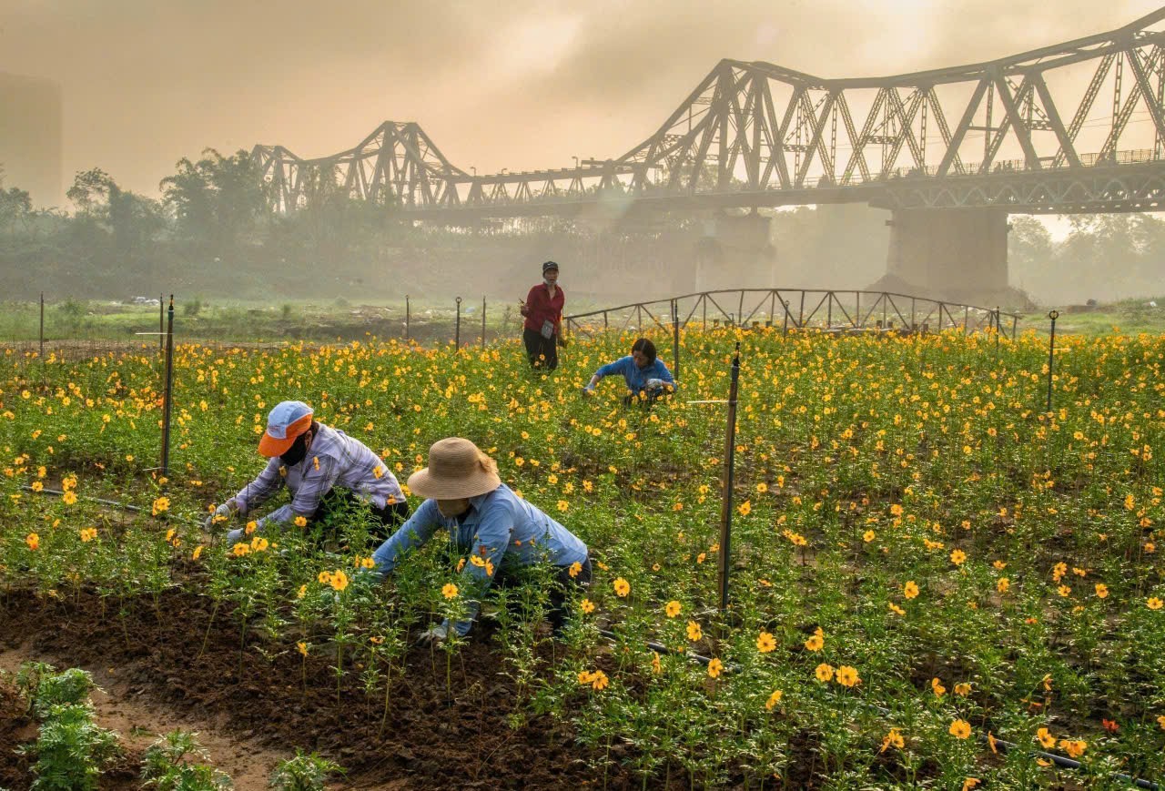 Hàng trăm người vượt mưa gió dọn rác ven sông Hồng ảnh 16