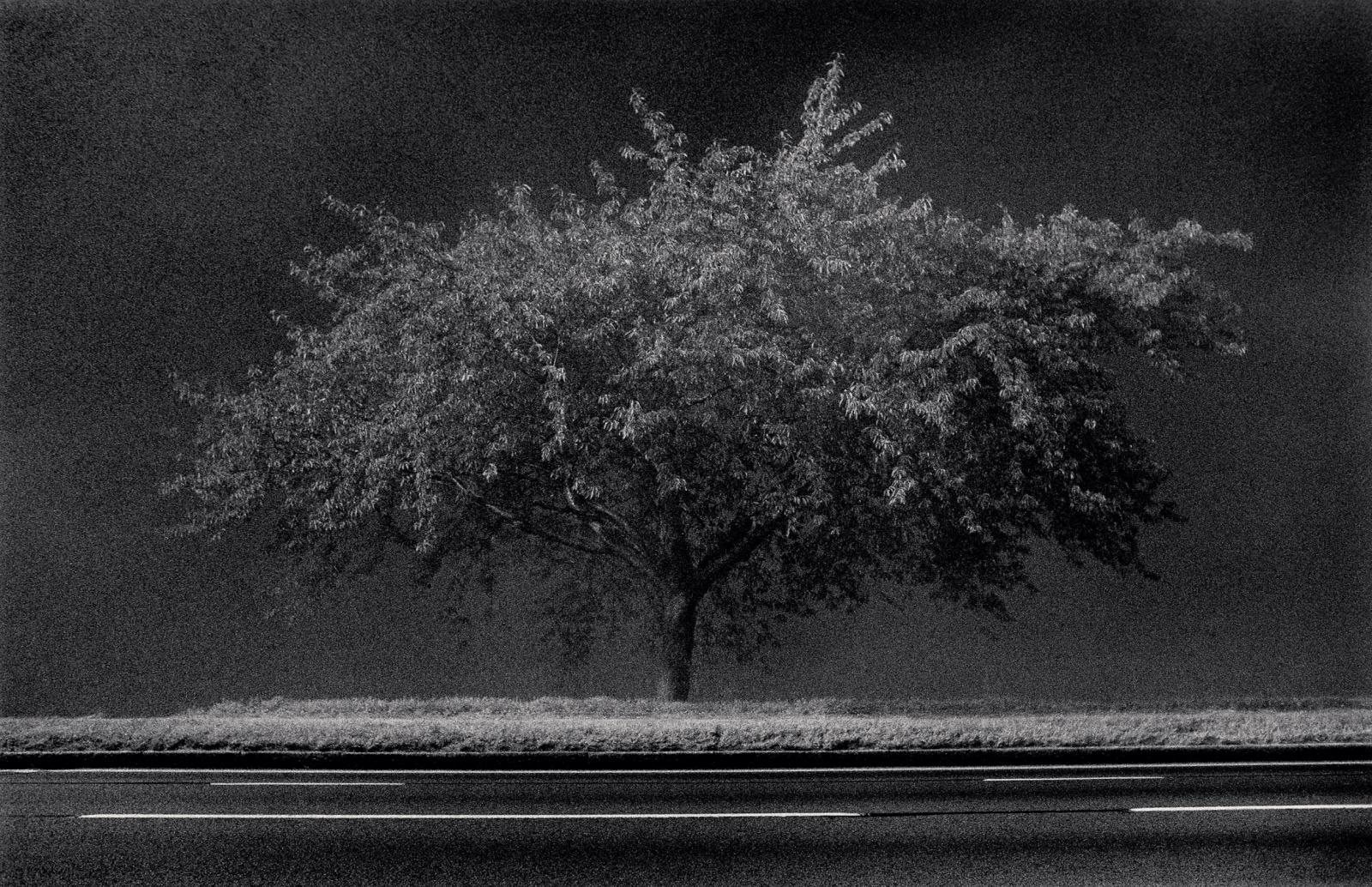 roadside_tree_richmond_surrey_england-_1983_0.jpg