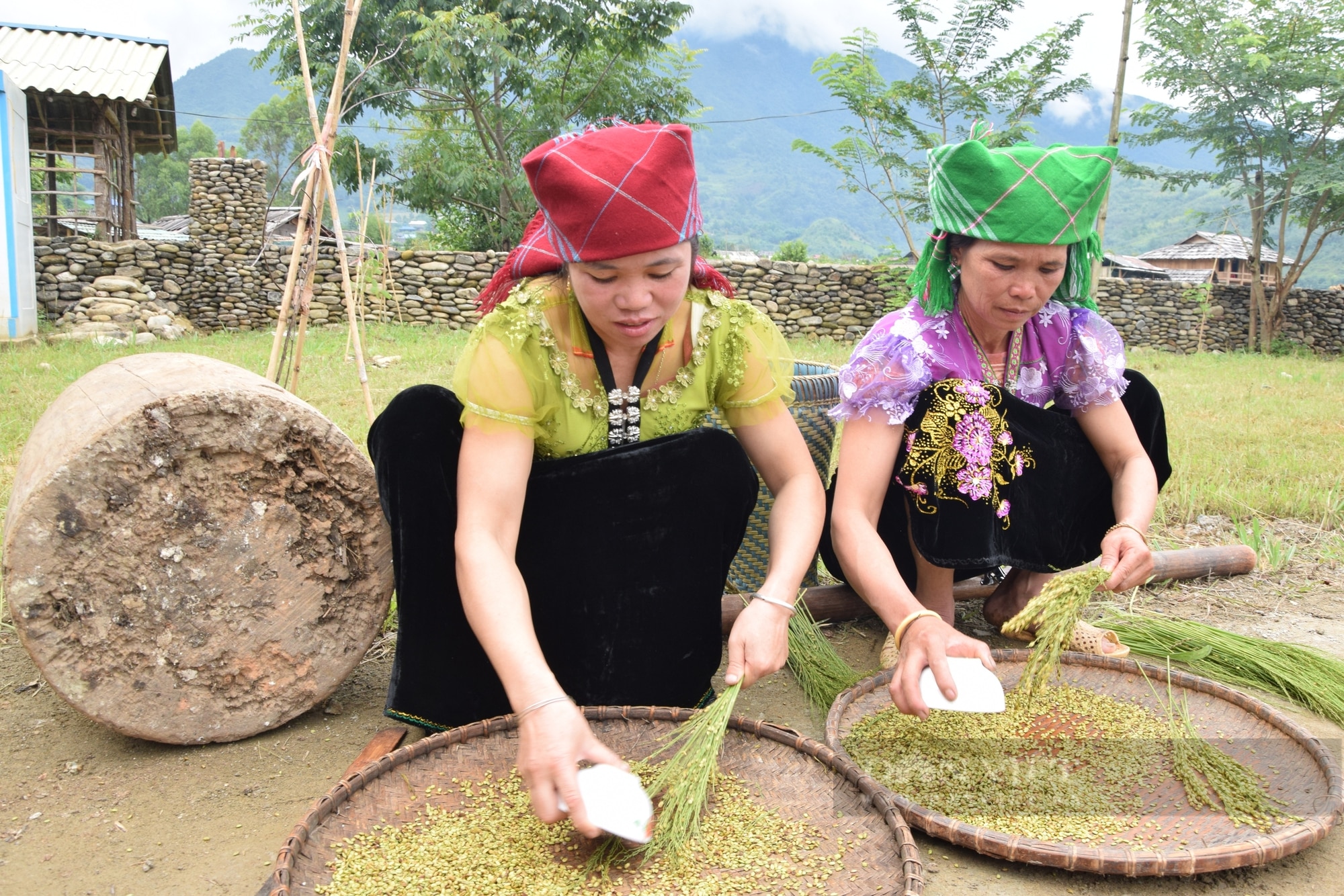 Nông dân tíu tít thu hoạch, gánh lúa, hứa hẹn một mùa vàng bội thu trên rẻo cao Sơn La- Ảnh 6.