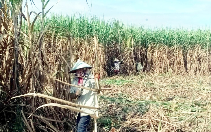 Sau đại hội, vợ đại gia Đặng Văn Thành trở lại công ty mía đường TTC AgriS làm thành viên HĐQT  - Ảnh 2.