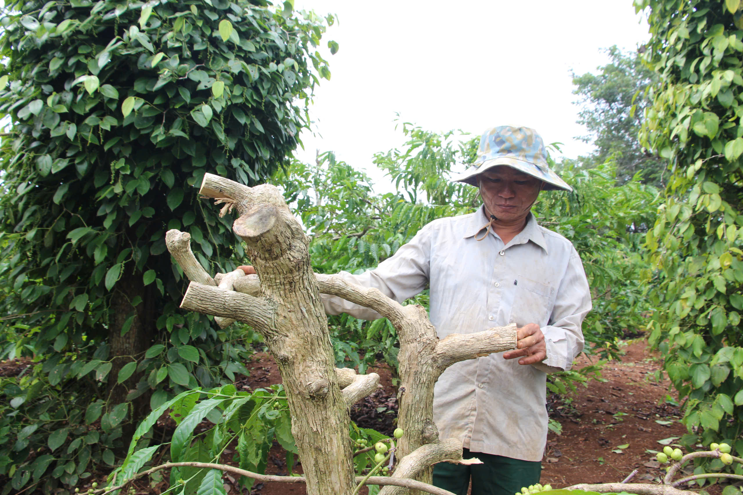 Giữa lúc giá cà phê cao kỷ lục, một nông dân bàng hoàng phát hiện vườn cà phê 20 năm tuổi bị chặt phá - Ảnh 2.