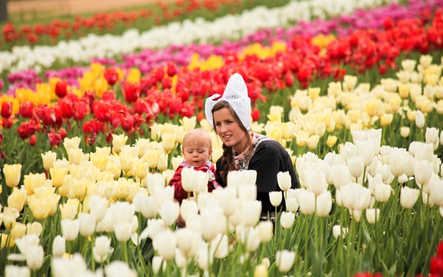 Lễ hội hoa tulip tại Hà Lan: sự kiện không thể bỏ qua khi đến châu Âu- Ảnh 3.