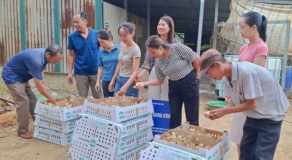 Nuôi gà lông màu VietGAHP, nông dân Phú Thọ 3 tháng thu lãi 200 triệu - Ảnh 2.