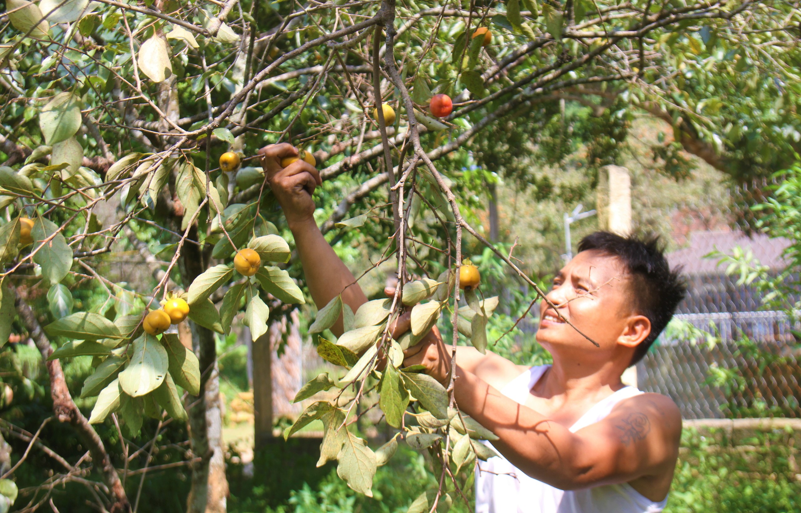 Loại cây trồng dưới chân núi thiêng ở Nghệ An, năm nay giá 