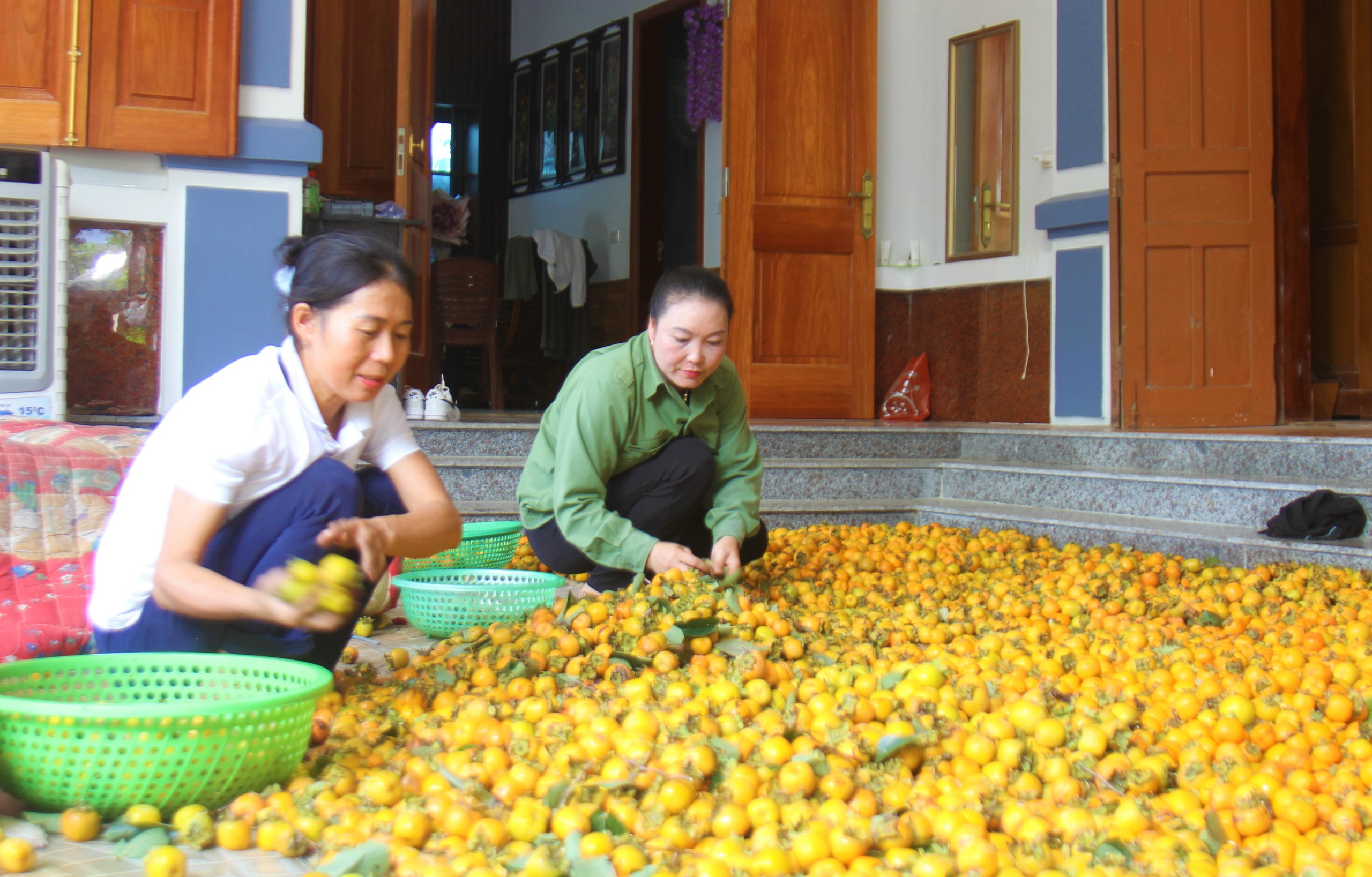 Loại cây trồng dưới chân núi thiêng ở Nghệ An, năm nay giá 