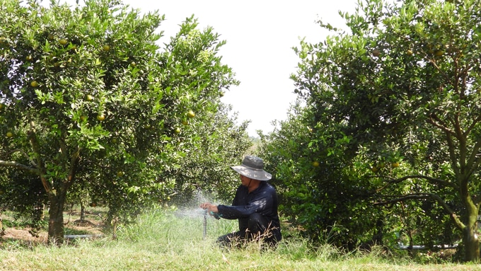 HTX Dân Tiến (huyện Bắc Tân Uyên, tỉnh Bình Dương) không chỉ đẩy mạnh sản xuất theo VietGAP và hữu cơ mà còn hỗ trợ thành viên và nông dân liên kết tiêu thụ sản phẩm. Ảnh: Trần Trung.