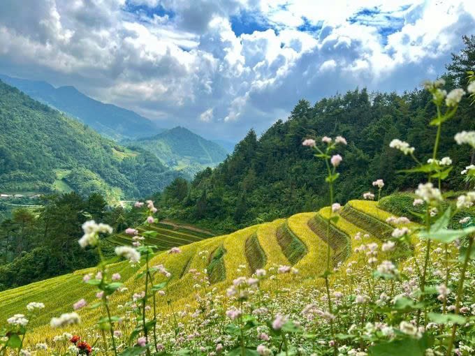 Một góc ruộng bậc thang Mù Cang Chải. Ảnh: Homestay Sống Lưng Khủng Long.