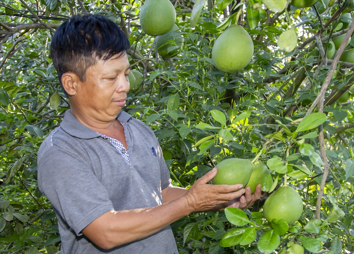 Được sự hỗ trợ của Nhà nước, người dân miền núi Khánh Hoà tập trung làm ăn, phát triển kinh tế