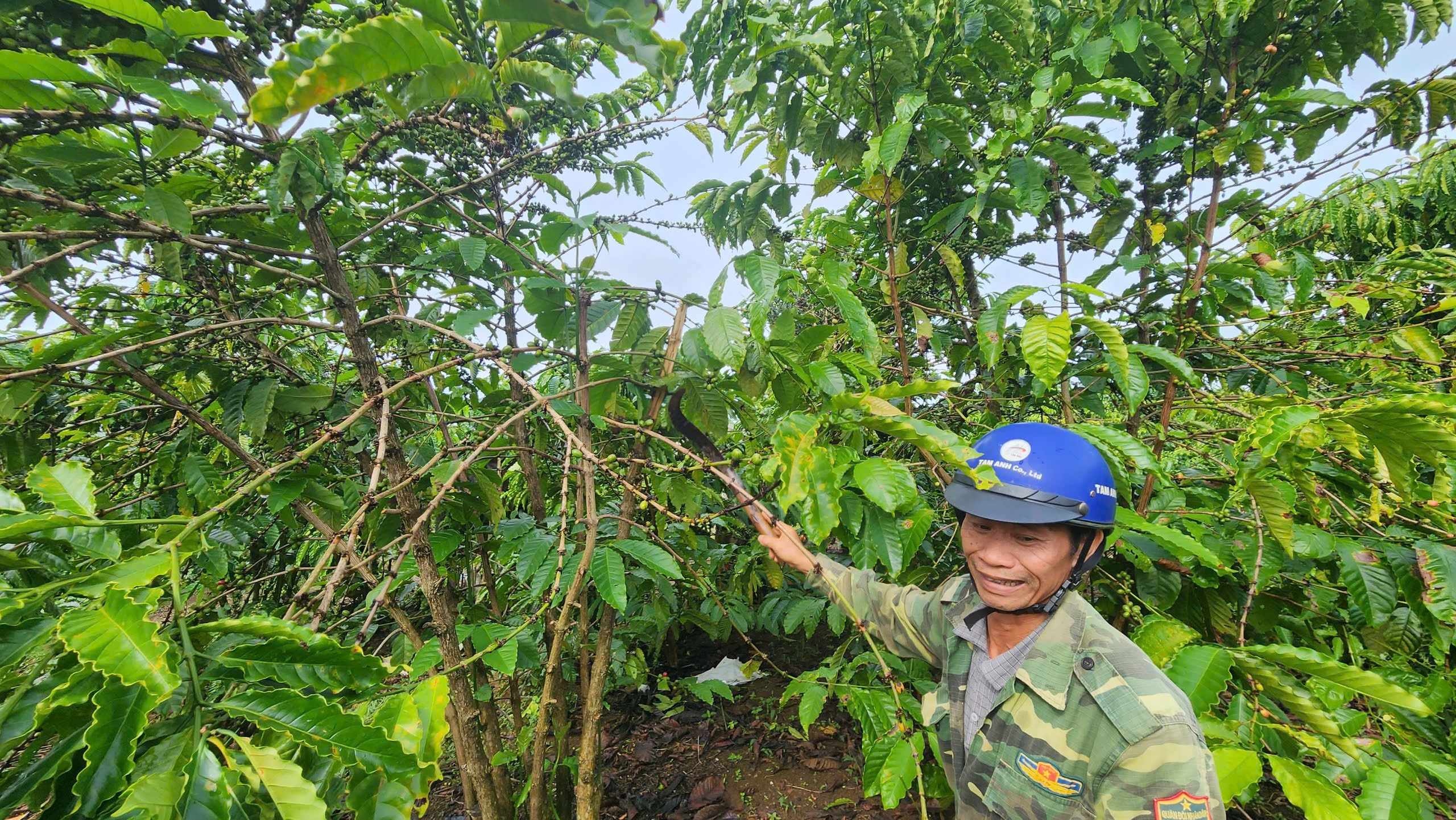 Vườn cà phê 10 năm tuổi của nông dân Lâm Đồng bị kẻ gian hái trộm - Ảnh 1.