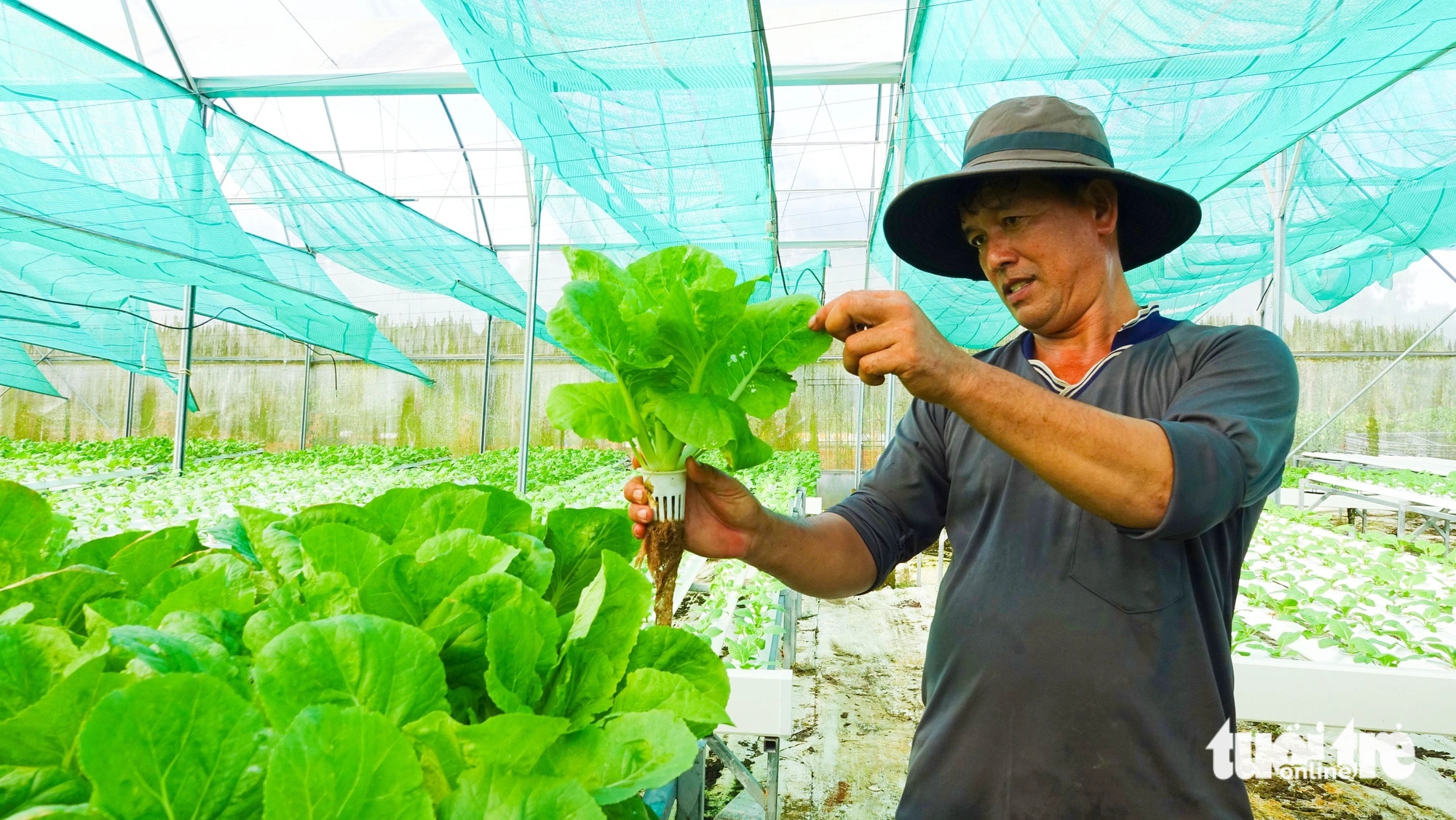 Chàng trai Phú Quốc trồng thủy canh rau càng cua, ra sam và cải ngọt, thu lợi gần 500 triệu đồng/năm - Ảnh 1.