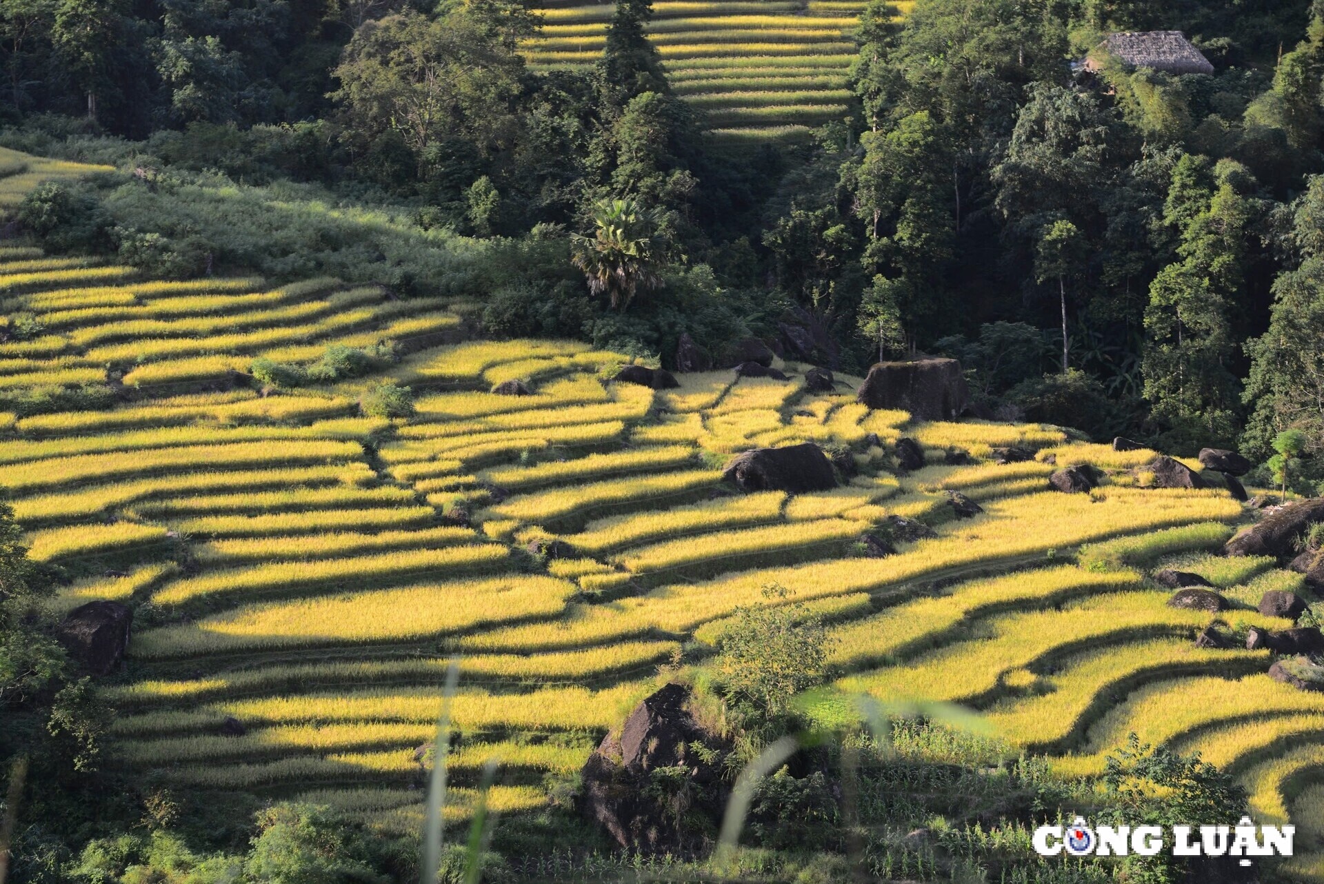 me dam thu vang tren nhung thua ruong bac thang o xa phin tinh ha giang hinh 1