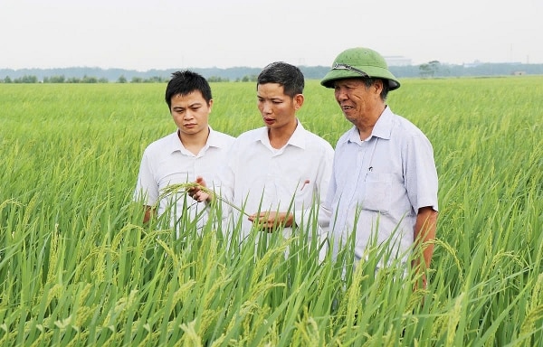 NCT cần được quan tâm trong chính sách lao động và việc làm