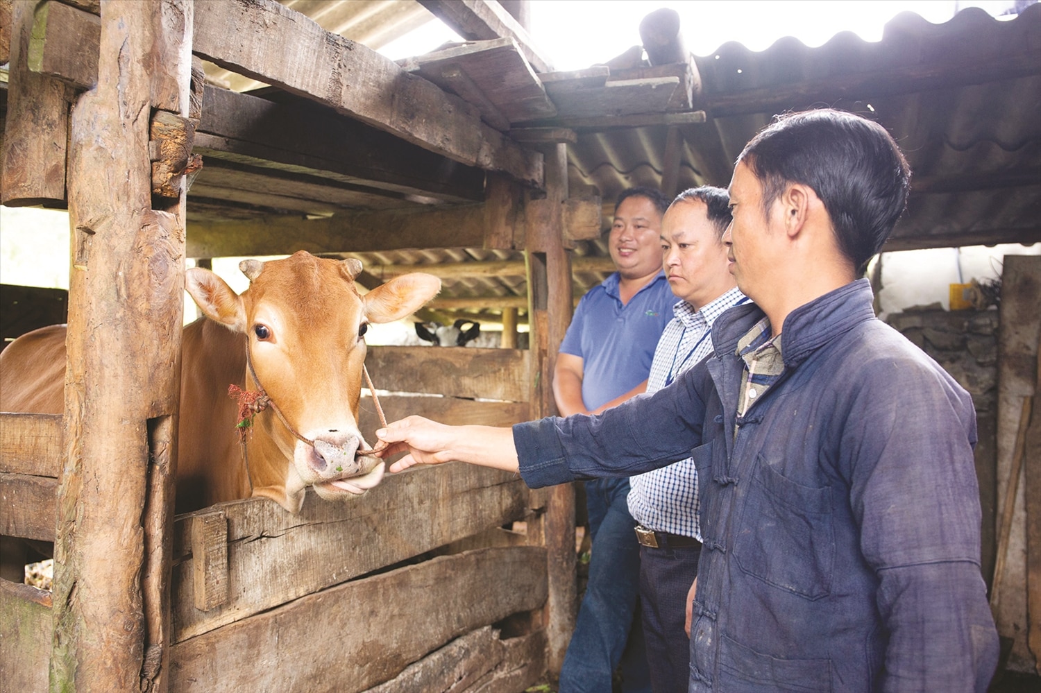 Cán bộ xã Hố Quáng Phìn thăm mô hình chăm sóc bò sinh sản của gia đình anh Giàng Mí Cấu.