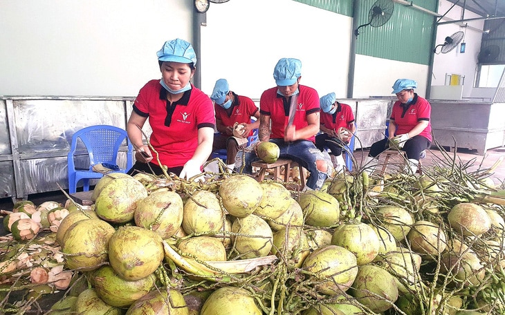 Doanh nghiệp 'săn lùng' dừa tươi để xuất khẩu qua Trung Quốc - Ảnh 2.