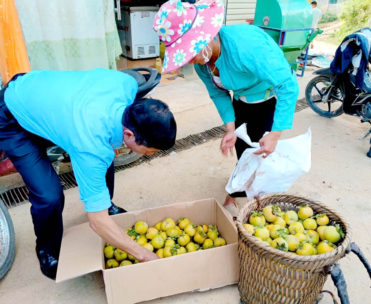 Thương lái thu mua quả hồng không hạt.