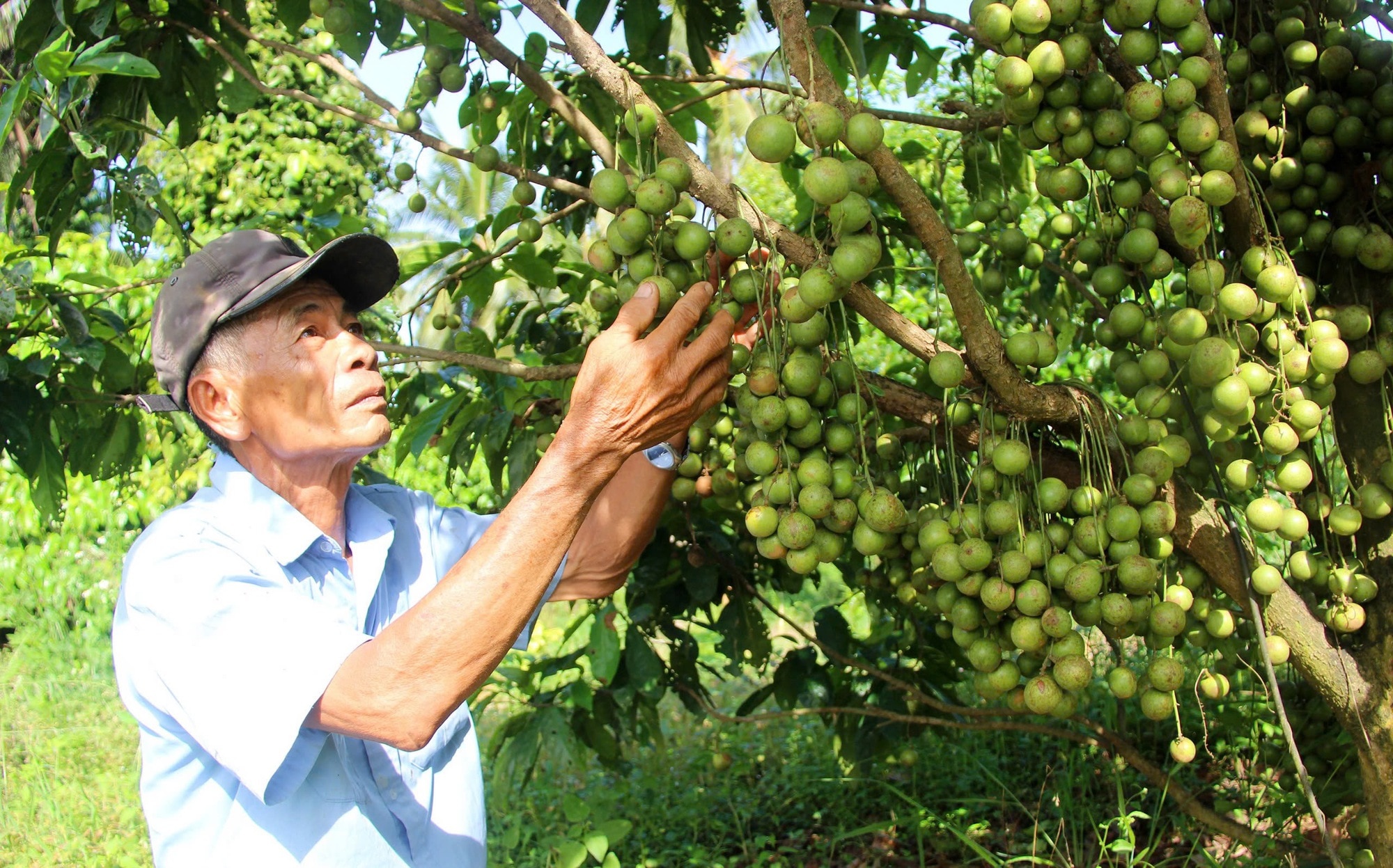 Dừa xiêm Tam Quan Bình Định ngon nhất Việt Nam, 