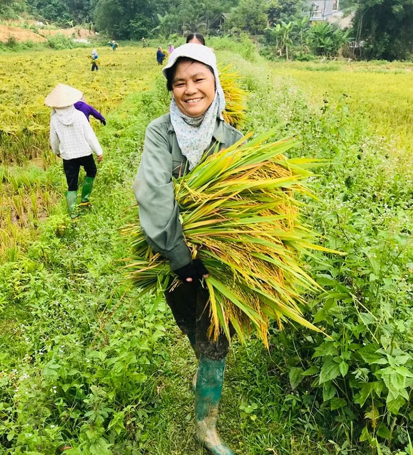 Giá lúa gạo hôm nay 17/10/2024: Giá gạo trong nước tiếp tục giảm, giá gạo xuất khẩu ổn định