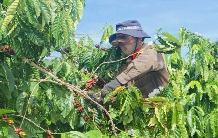 Giá tăng kỷ lục, cà phê xuất khẩu chiếm 80% tổng kim ngạch xuất khẩu của tỉnh Gia Lai