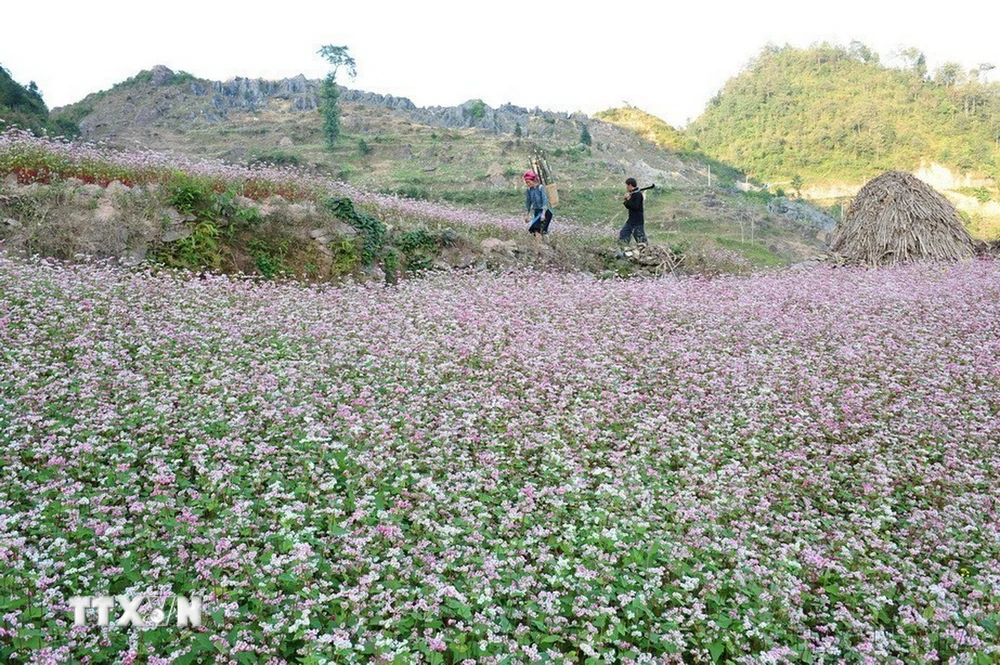 Mùa tam giác mạch trên Cao nguyên đá Đồng Văn (Hà Giang). (Ảnh: Thanh Hà/ TTXVN)