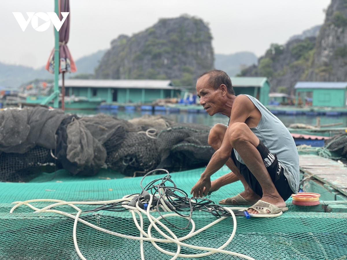 hai phong ho tro nguoi dan phuc hoi nuoi trong thuy san sau bao so 3 hinh anh 1