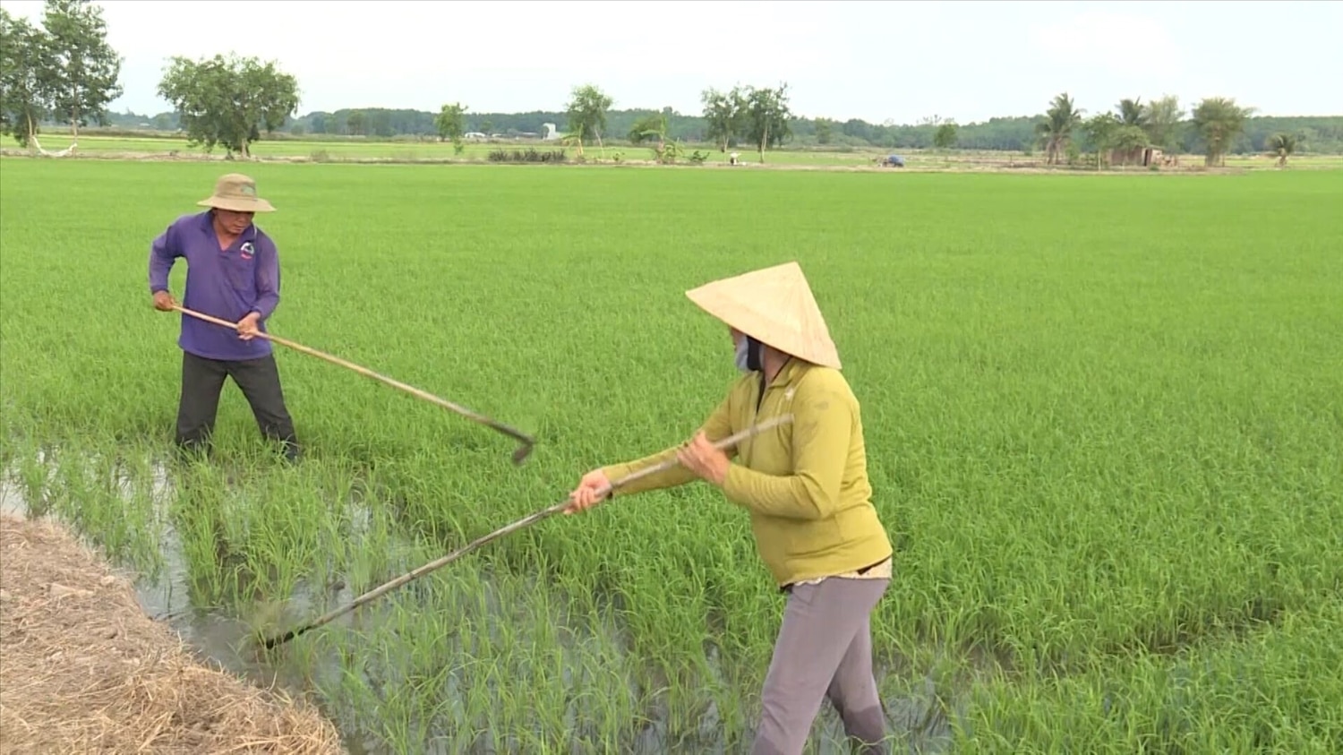 Đồng bào DTTS huyện Đức Linh chăm sóc cây lúa nước