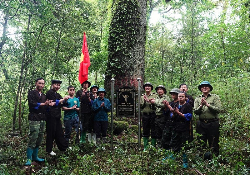 Cây Thiết Sam Đông Bắc được cắm biển công nhận cây di sản Việt Nam hồi cuối tháng 8/2024. Ảnh: A Lù.