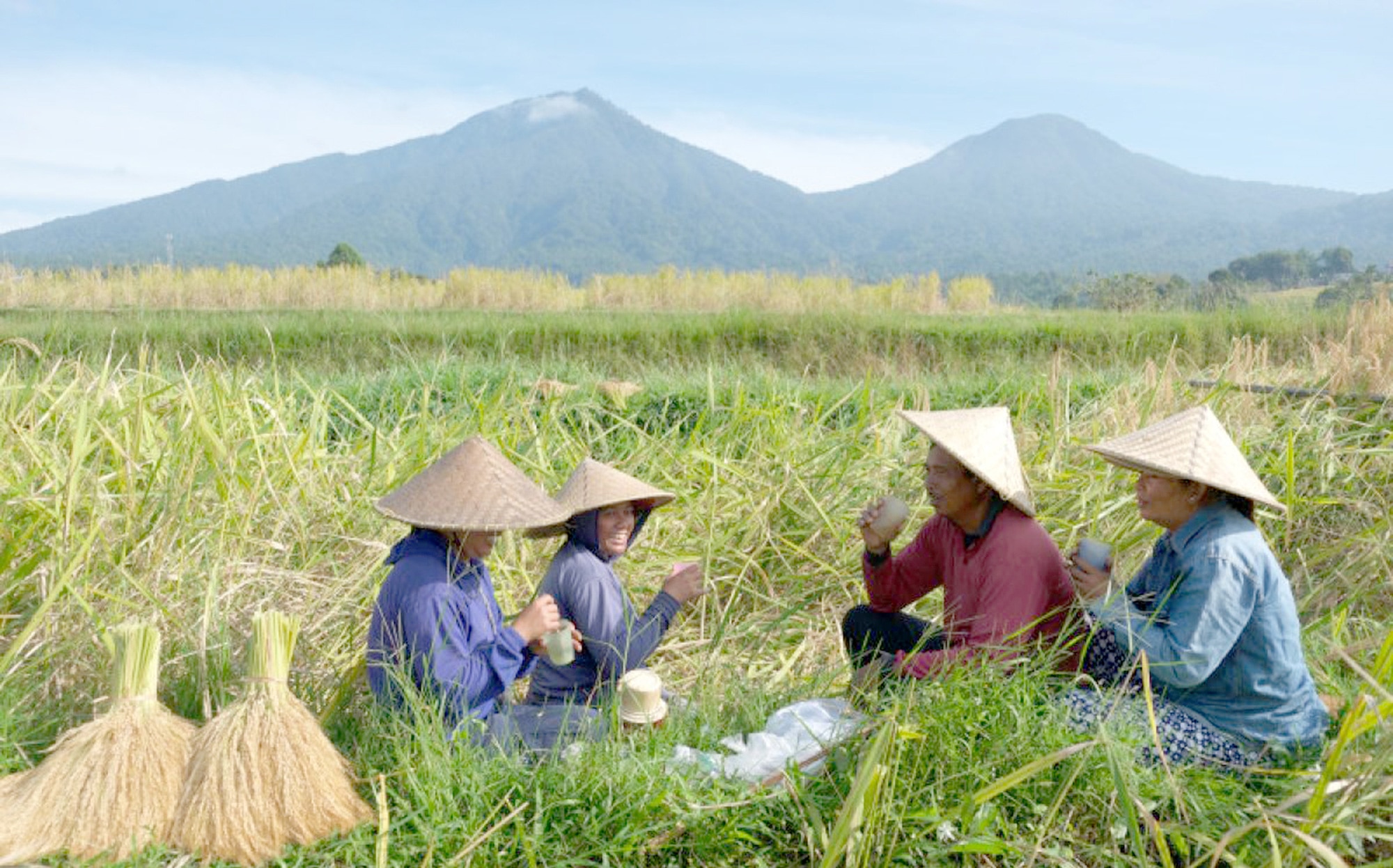 Indonesia khuyến khích người trẻ làm nông - Ảnh 1.