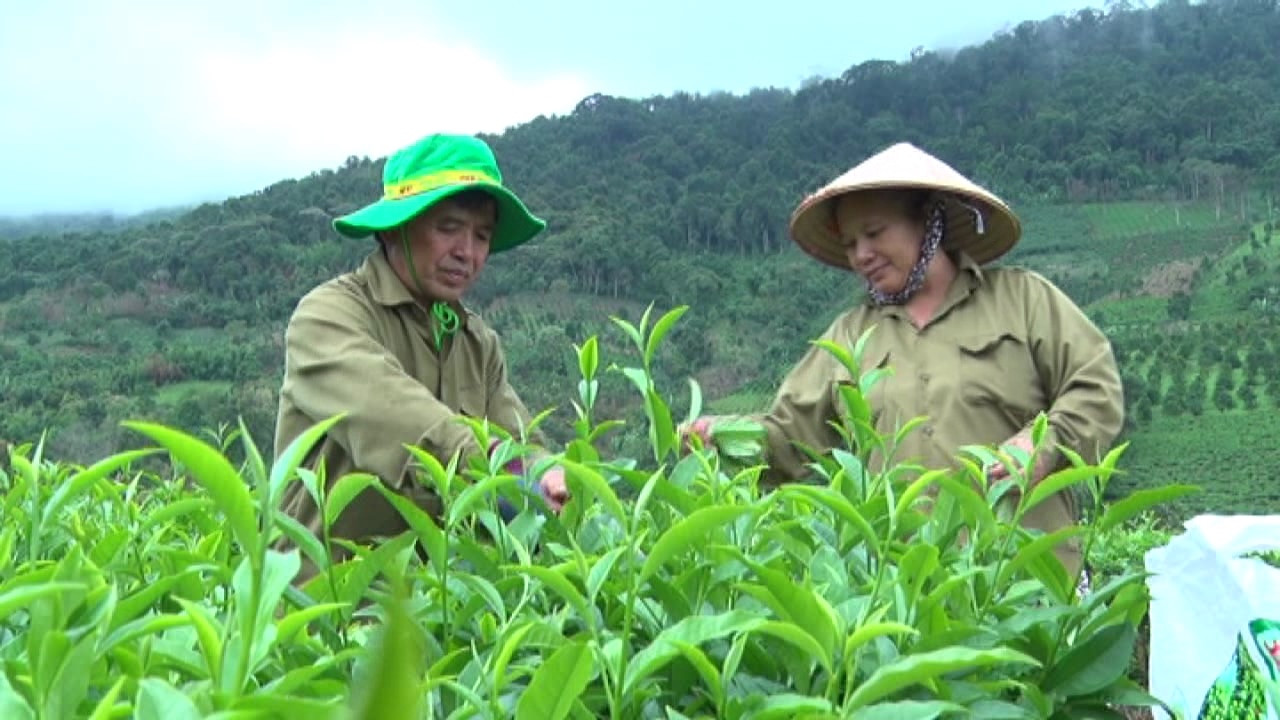 Cây chè đã góp phần giúp gia đình ông Nông Văn Thuyên phát triển kinh tế.