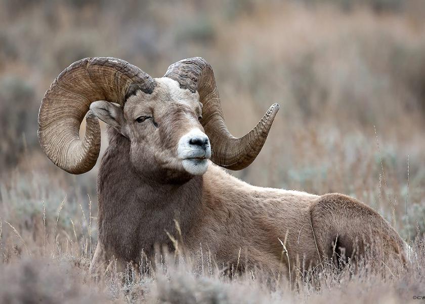 Man sentenced to 6 months in prison for breeding giant sheep for ...