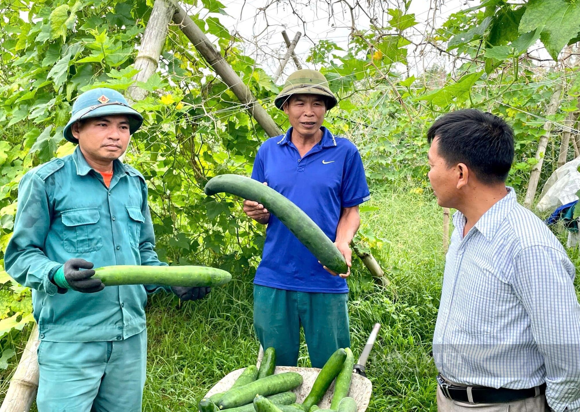 Nông dân nơi này ở Nghệ An trồng bí xanh trái vụ bằng cách gì mà quả treo trĩu giàn, giá lại lên cao vút - Ảnh 1.