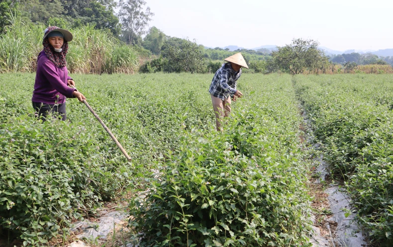 Nghệ An phát triển cây dược liệu ảnh 1