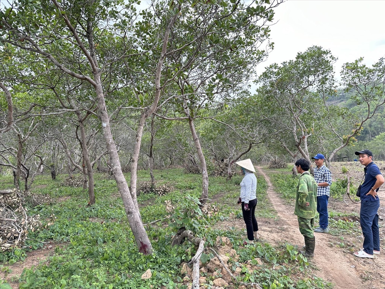 Dự án trồng điều theo chuỗi giá trị đang được người dân Ninh Sơn tập trung để phát triển kinh tế.