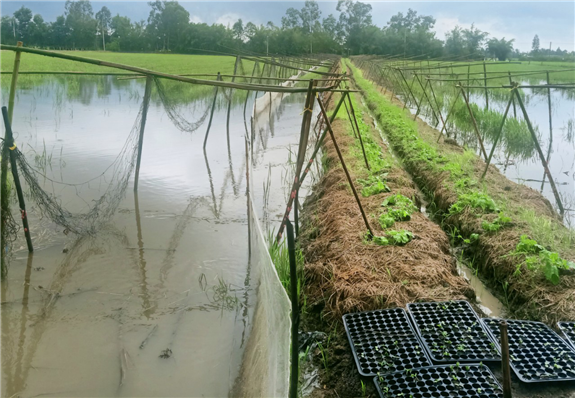 Nuôi cá đồng trong ruộng lúa ở Hậu Giang, chả phải cho ăn, bắt bán hút hàng, thu nhập gấp đôi - Ảnh 1.