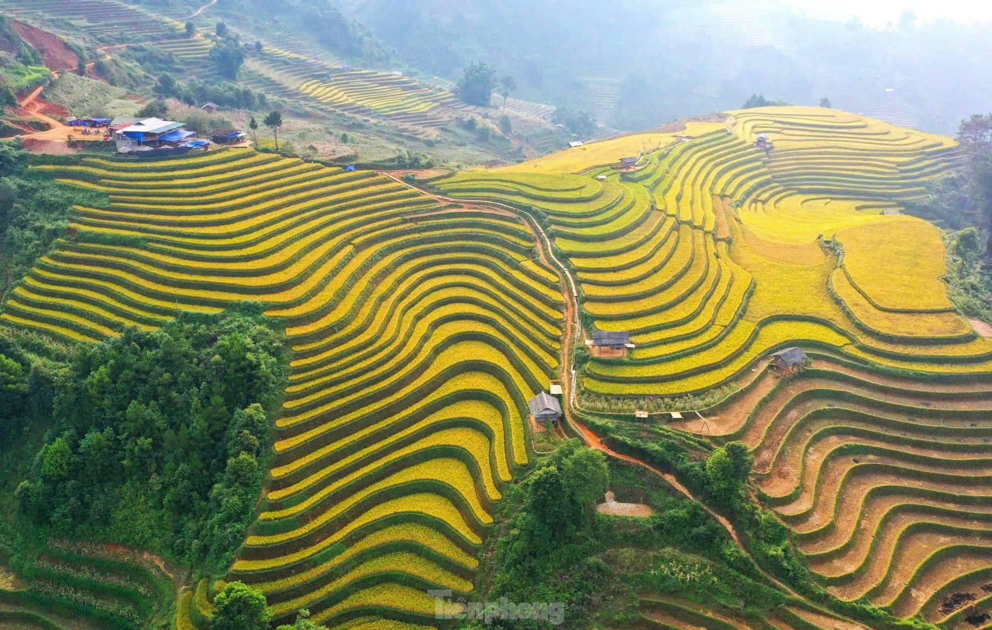 Sắc vàng rực rỡ trên những thửa ruộng bậc thang Mù Cang Chải ảnh 1