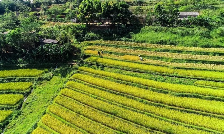 Mỗi mùa lúa chín, nơi đây lại khoác lên mình một tấm áo mới, rực rỡ và cuốn hút hơn bao giờ hết.