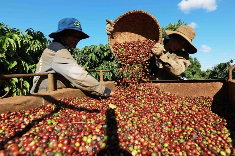 Tháng 9, xuất khẩu cà phê giảm xuống mức thấp nhất từ đầu năm tới nay. (Ảnh: N.H)