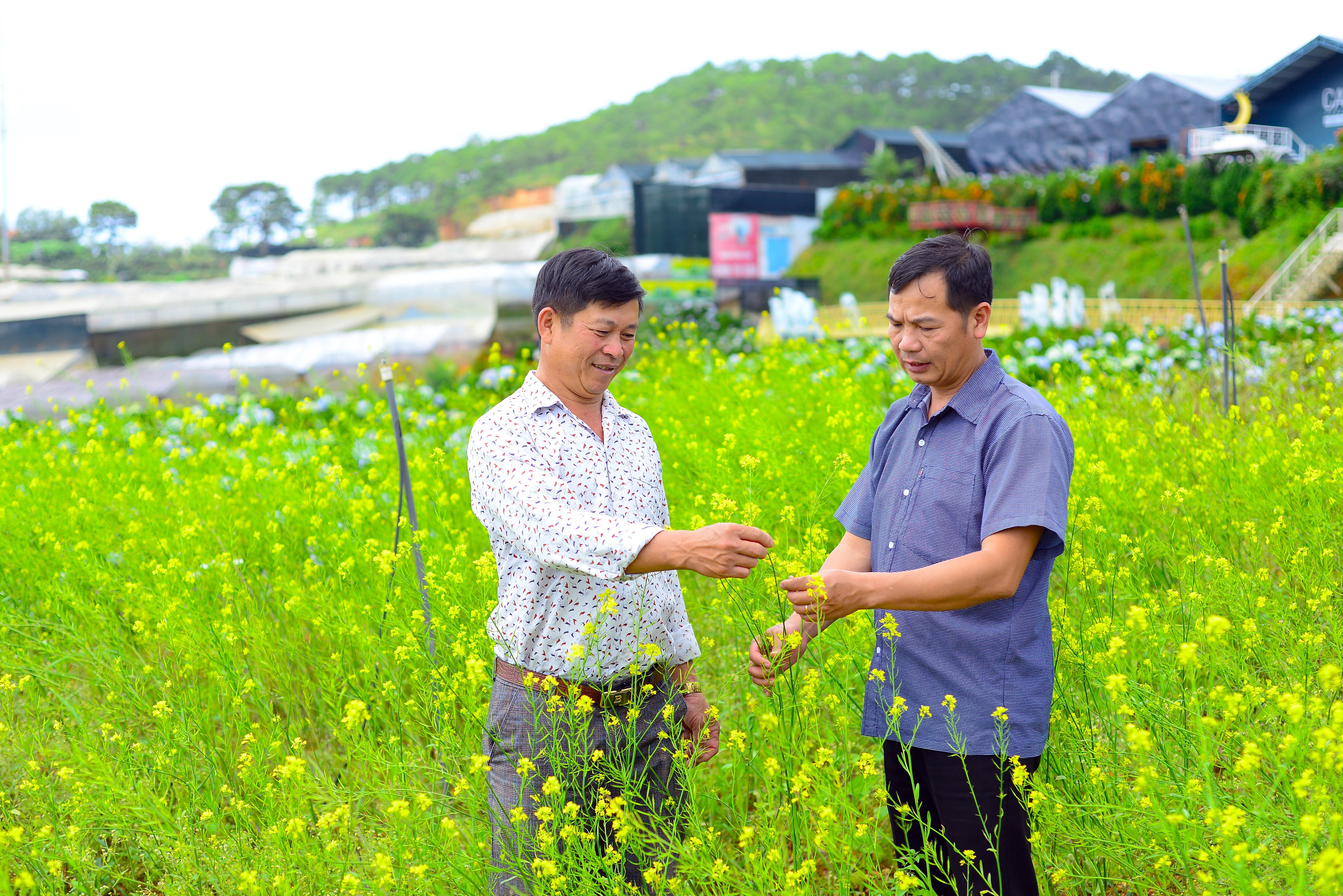 Tháo gỡ khó khăn cho du lịch canh nông Lâm Đồng- Ảnh 1.