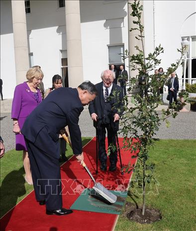 Tổng Bí thư, Chủ tịch nước Tô Lâm trồng cây lưu niệm tại Phủ Tổng thống Ireland. Ảnh:  TTXVN